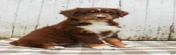 Australian Shepherd dogs for sale: Maple - Ad 3