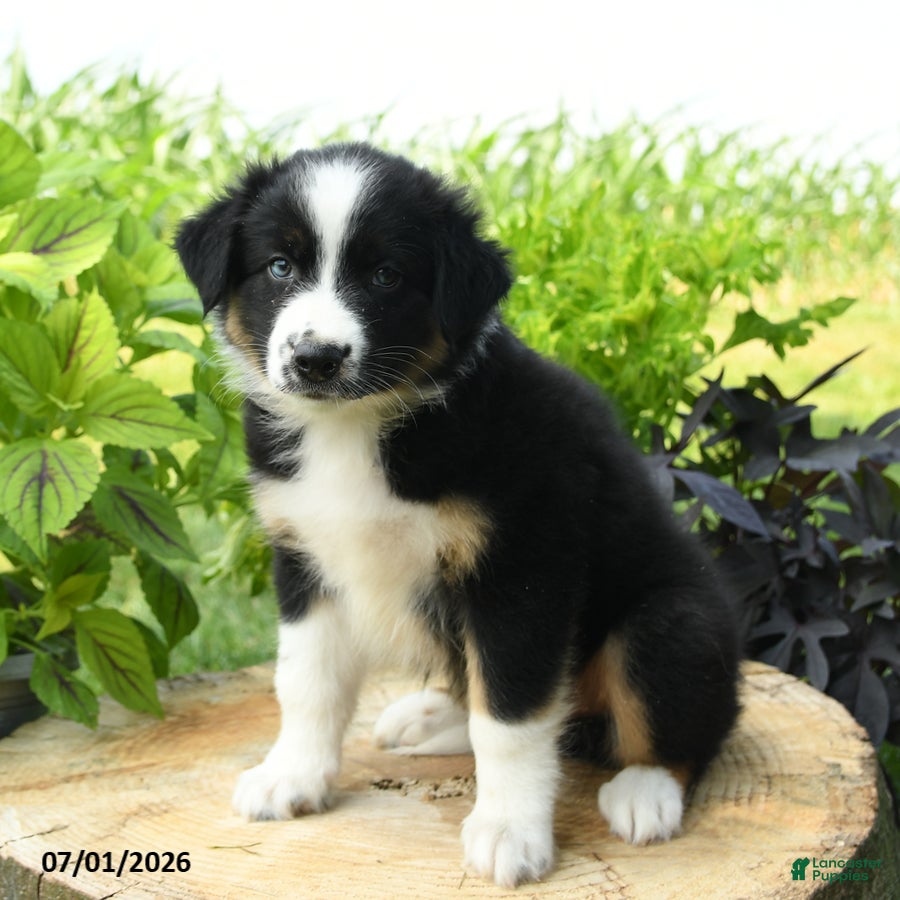 Australian Shepherd dogs Mickey - Ad 1