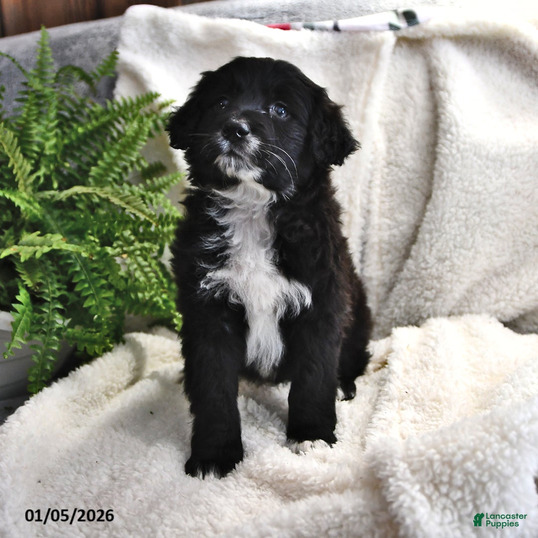 Portuguese Water Dog dogs for sale: Dimples - Ad 9