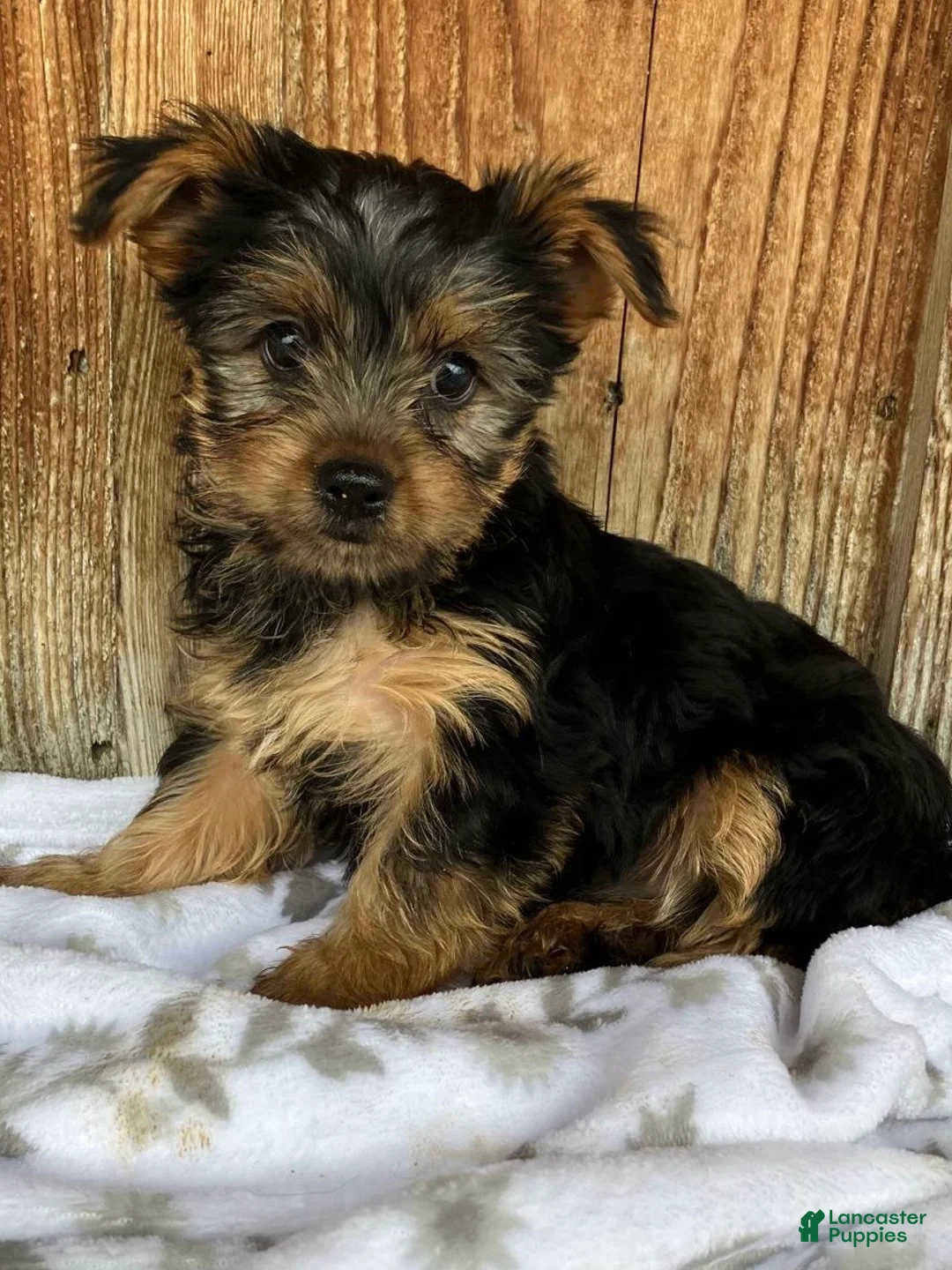 Yorkshire Terrier dogs for sale: Stella - Ad 1
