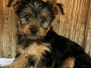 Yorkshire Terrier dogs for sale: Stella - Ad 1