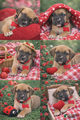 English Mastiff Puppy 6