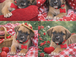 English Mastiff dogs English Mastiff Puppy 6 - Ad 8