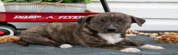 Jack Chi dogs for sale: Brandy  - Ad 3