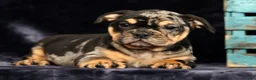 Beabull dogs for sale: Cody - Ad 7