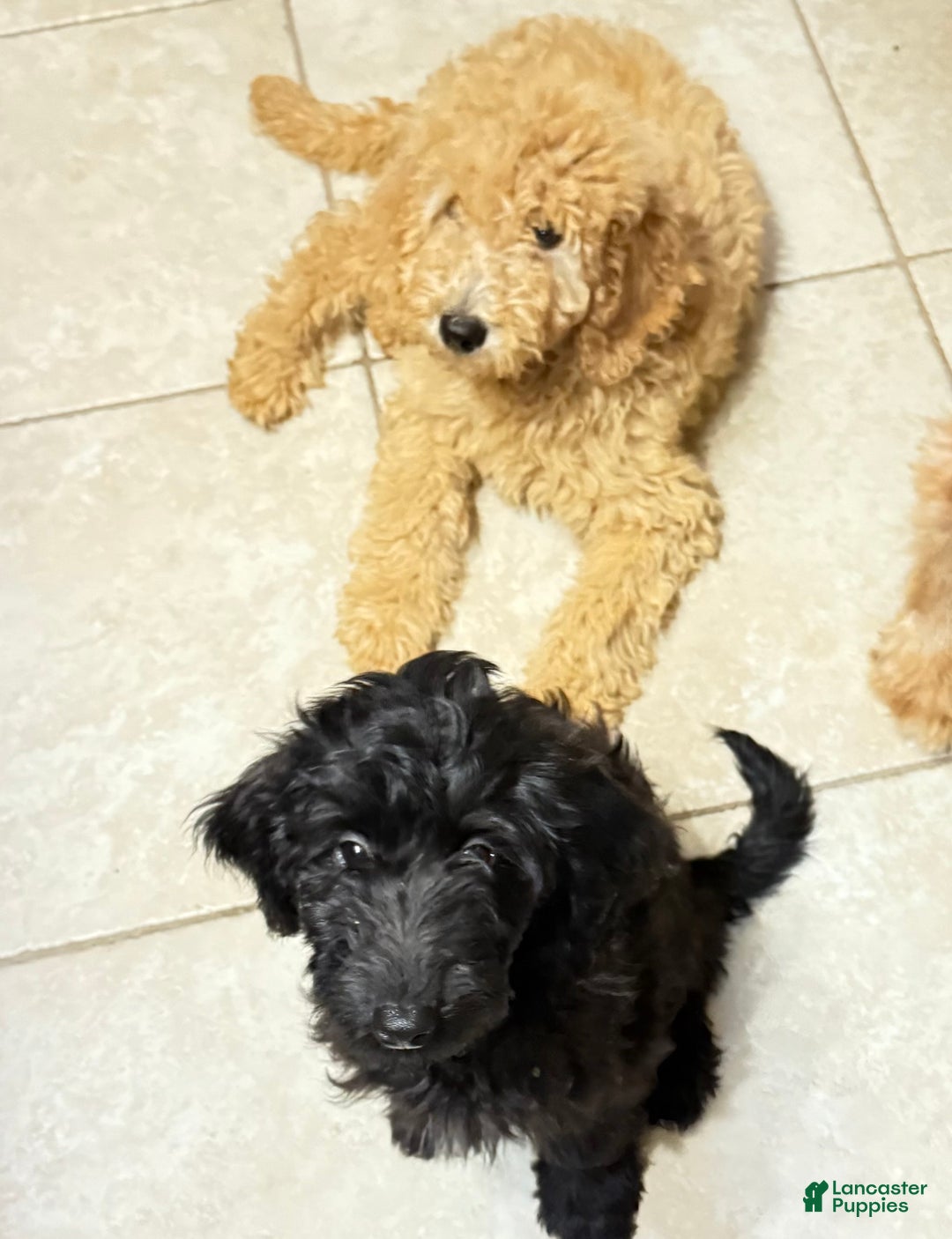 Mini Goldendoodle dogs for sale: Theo - Ad 2