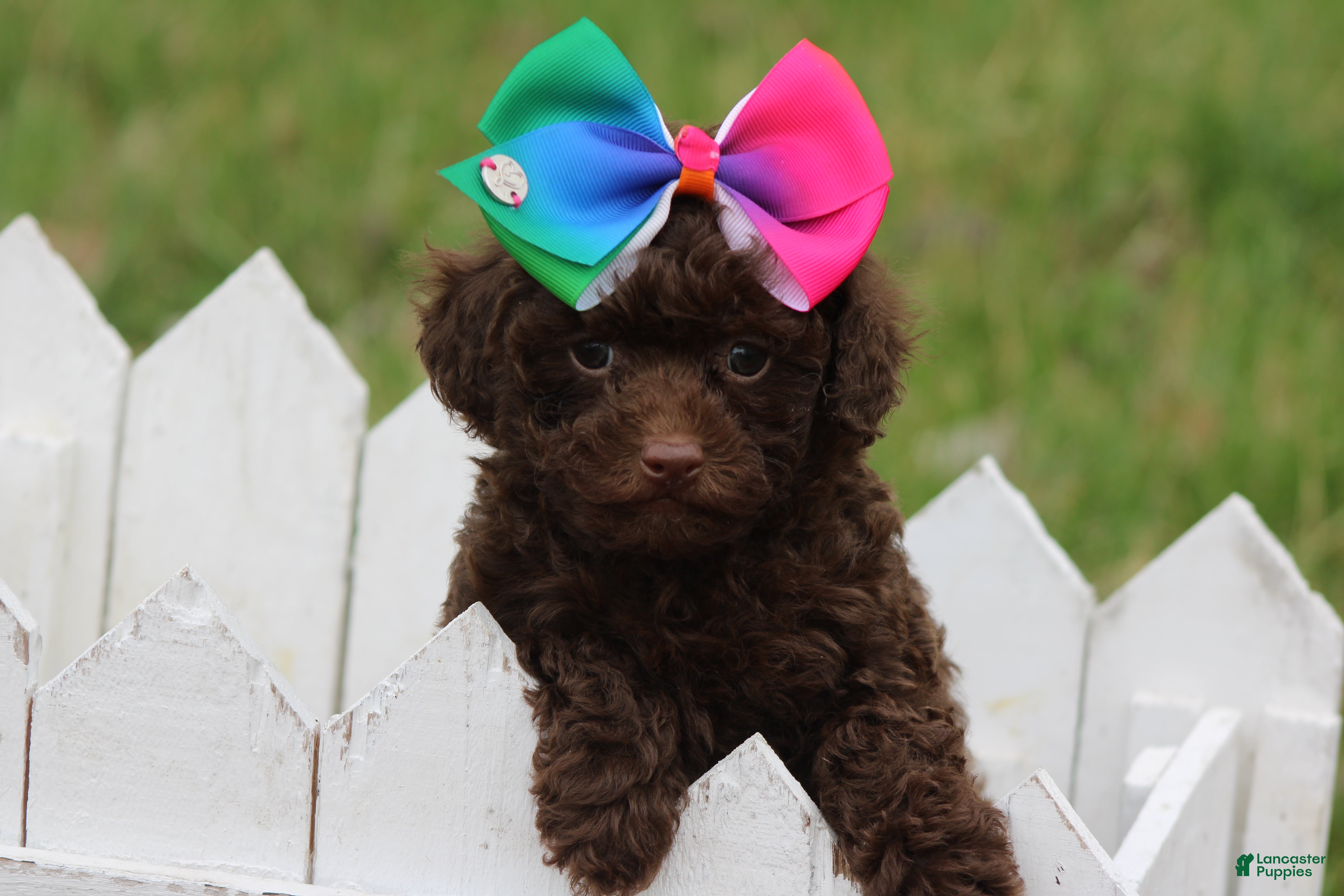 Toy Poodle dogs Sabrina - Ad 23