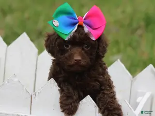 Toy Poodle dogs Sabrina - Ad 40