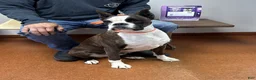 Boxer dogs for sale: Ruger - Ad 4