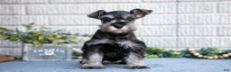 Miniature Schnauzer dogs for sale: Casey - Ad 3