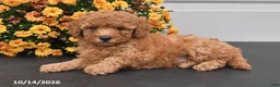 Bichpoo dogs for sale: Oliver - Ad 4