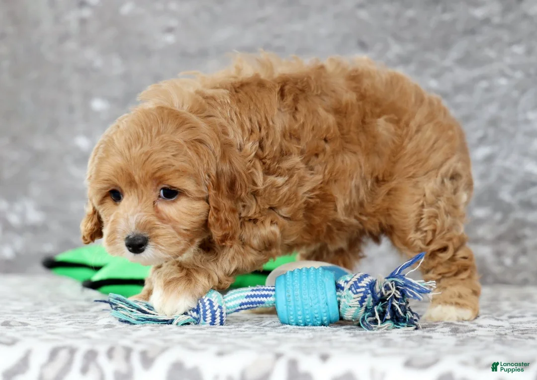 Cavapoo dogs for sale: Paisley - Ad 7