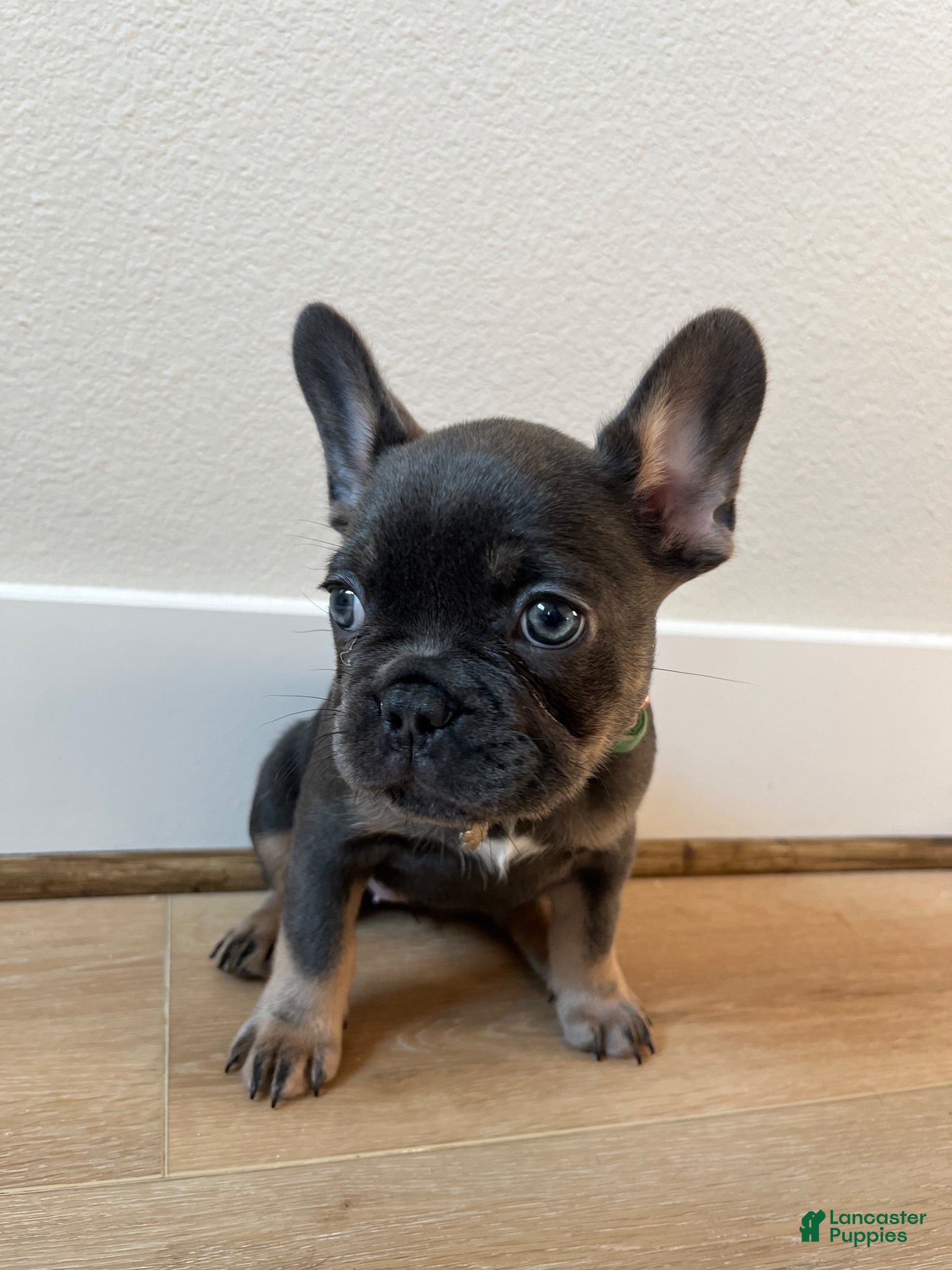 French Bulldog dogs French Bulldog 3 - Ad 19