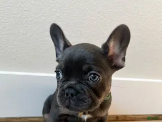 French Bulldog dogs French Bulldog 3 - Ad 35