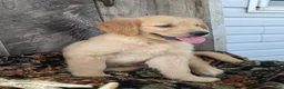 Golden Retriever dogs for sale: Ruger - Ad 2