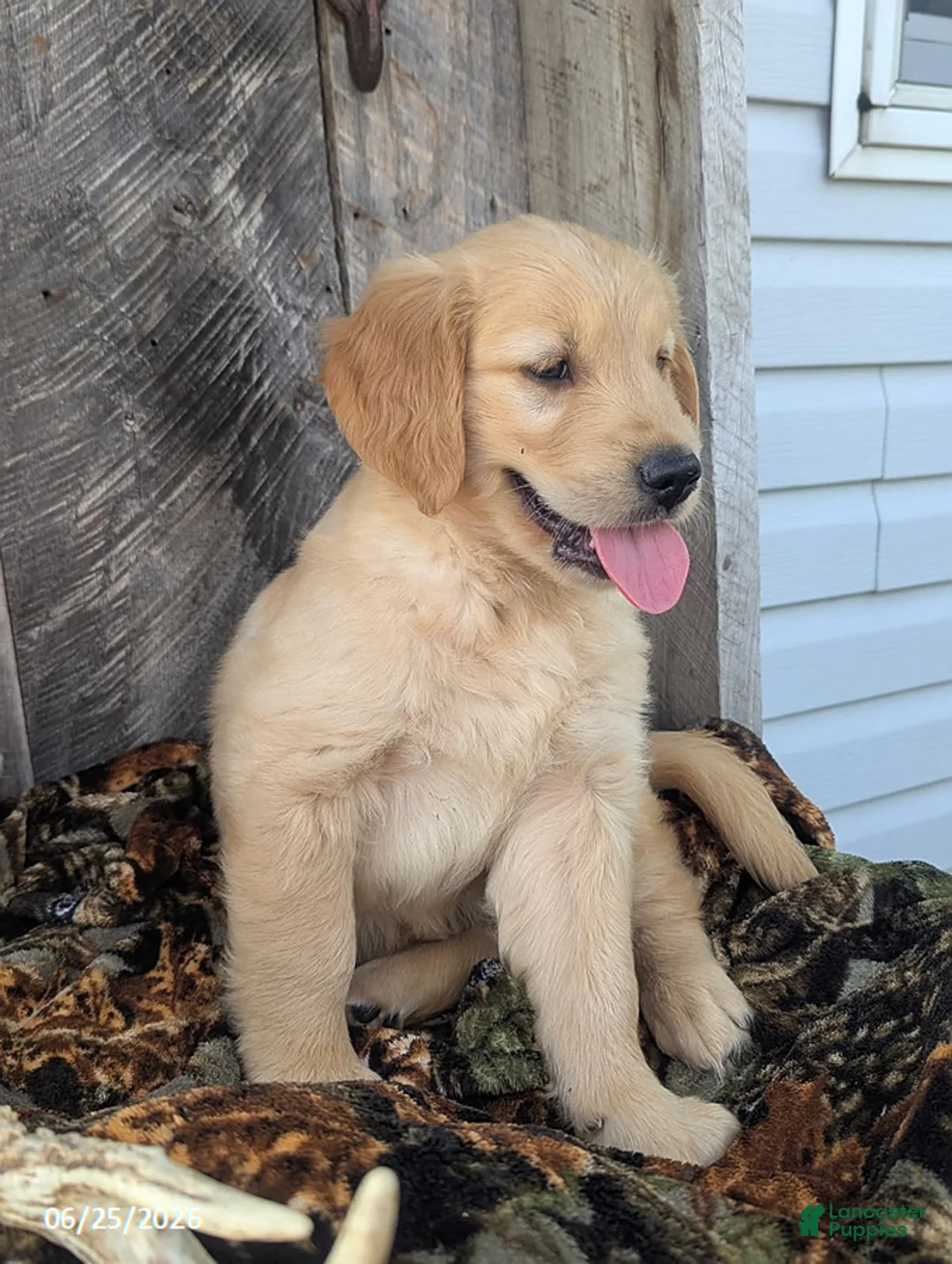 Golden Retriever dogs for sale: Ruger - Ad 2