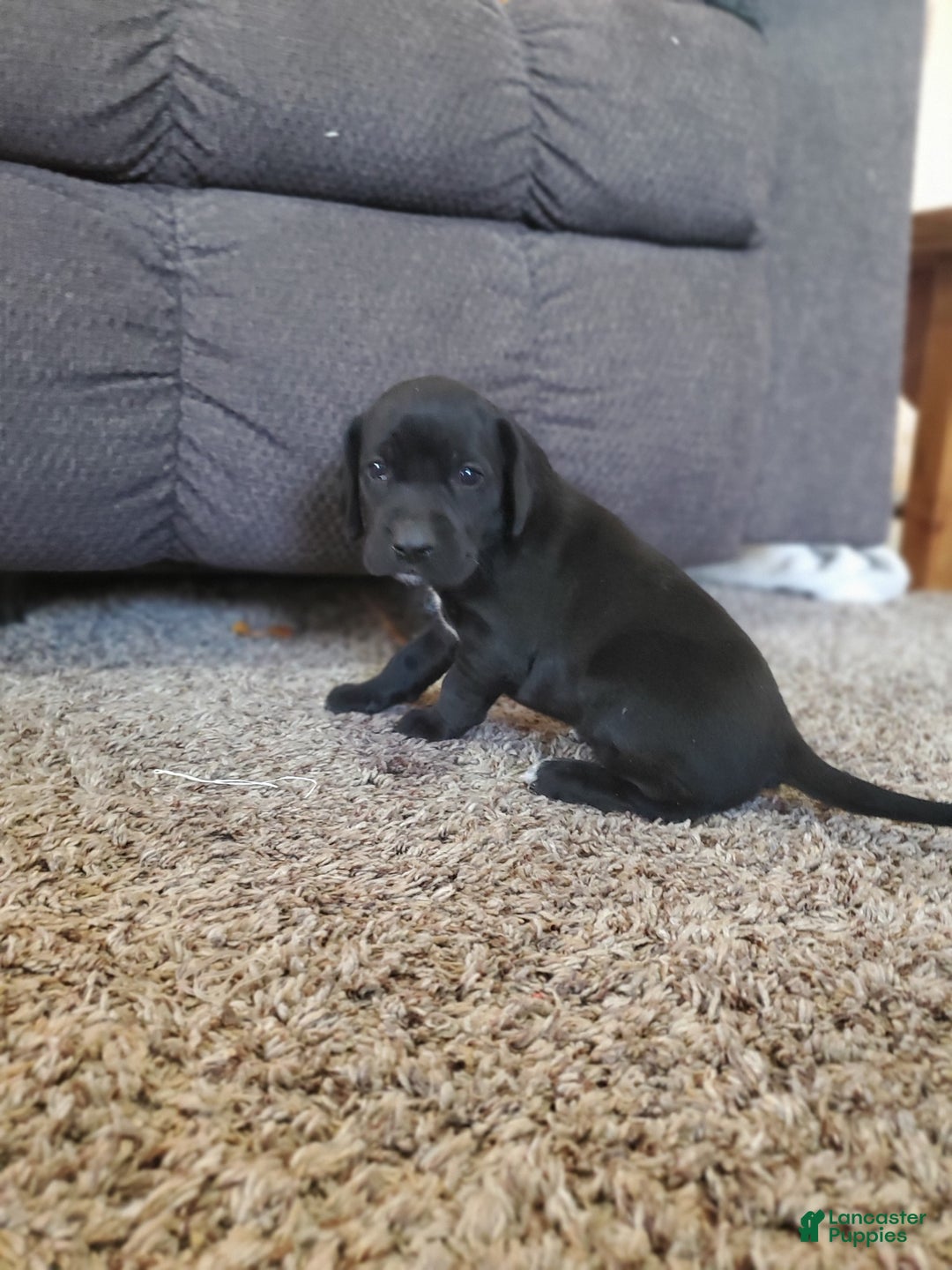 Mixed Breed dogs for sale: Rosie - Ad 1