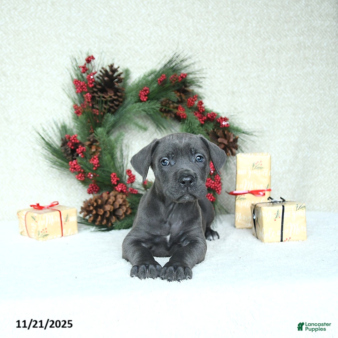 Cane Corso dogs for sale: Sage - Ad 7