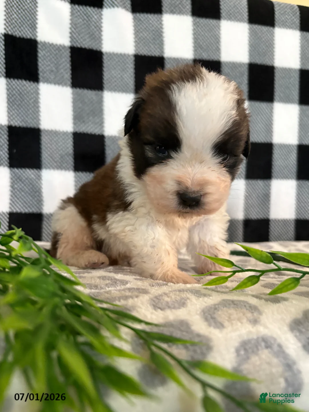 Saint Bernard dogs for sale: Ranger - Ad 1