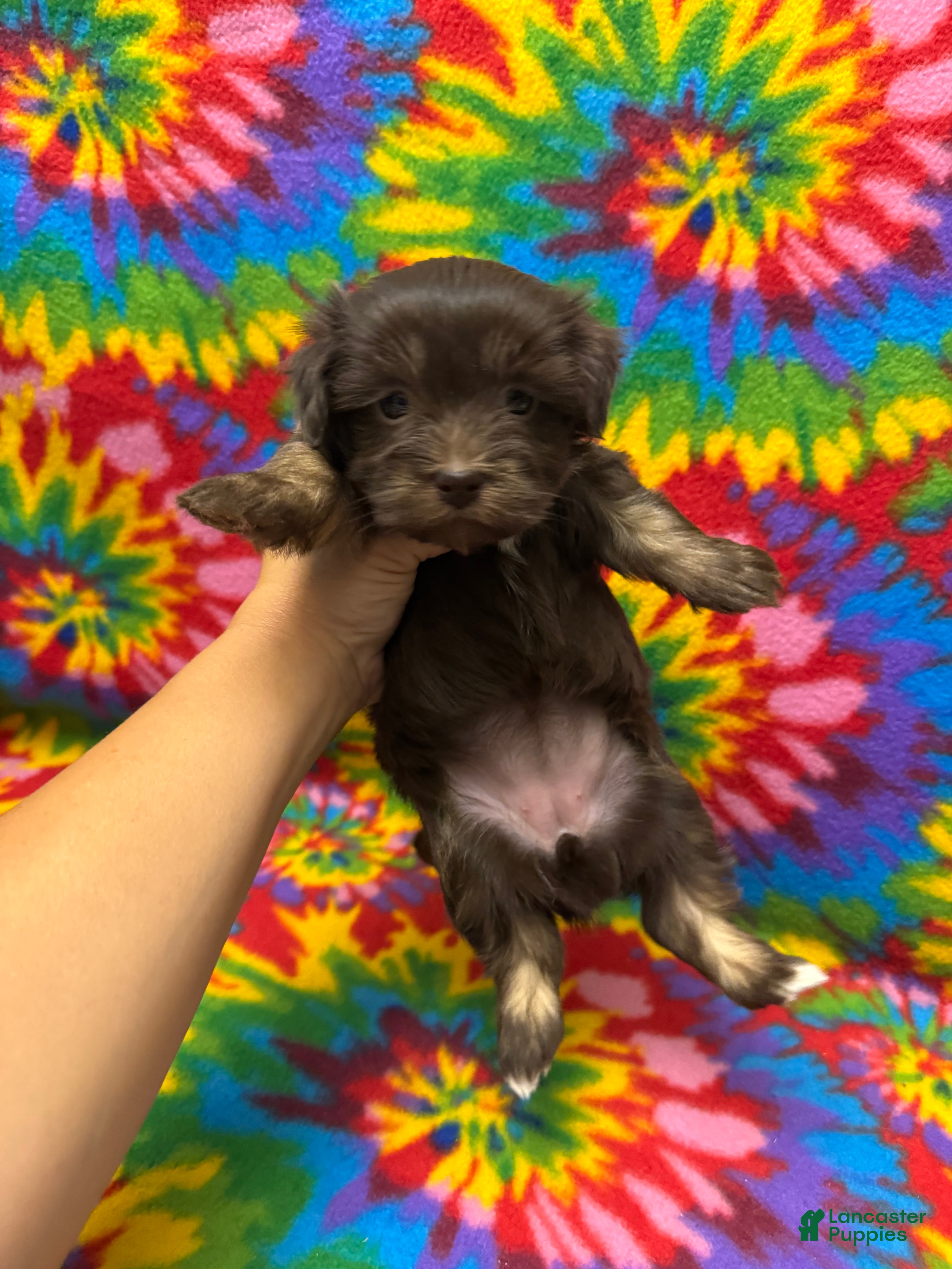 Havanese dogs Betsy - Ad 1