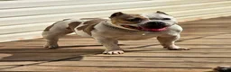 American Bully dogs for sale: 9x Kennels Björn Ironside Aka Cubb  - Ad 34