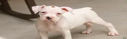 Boxer dogs for sale: Lily - Ad 7