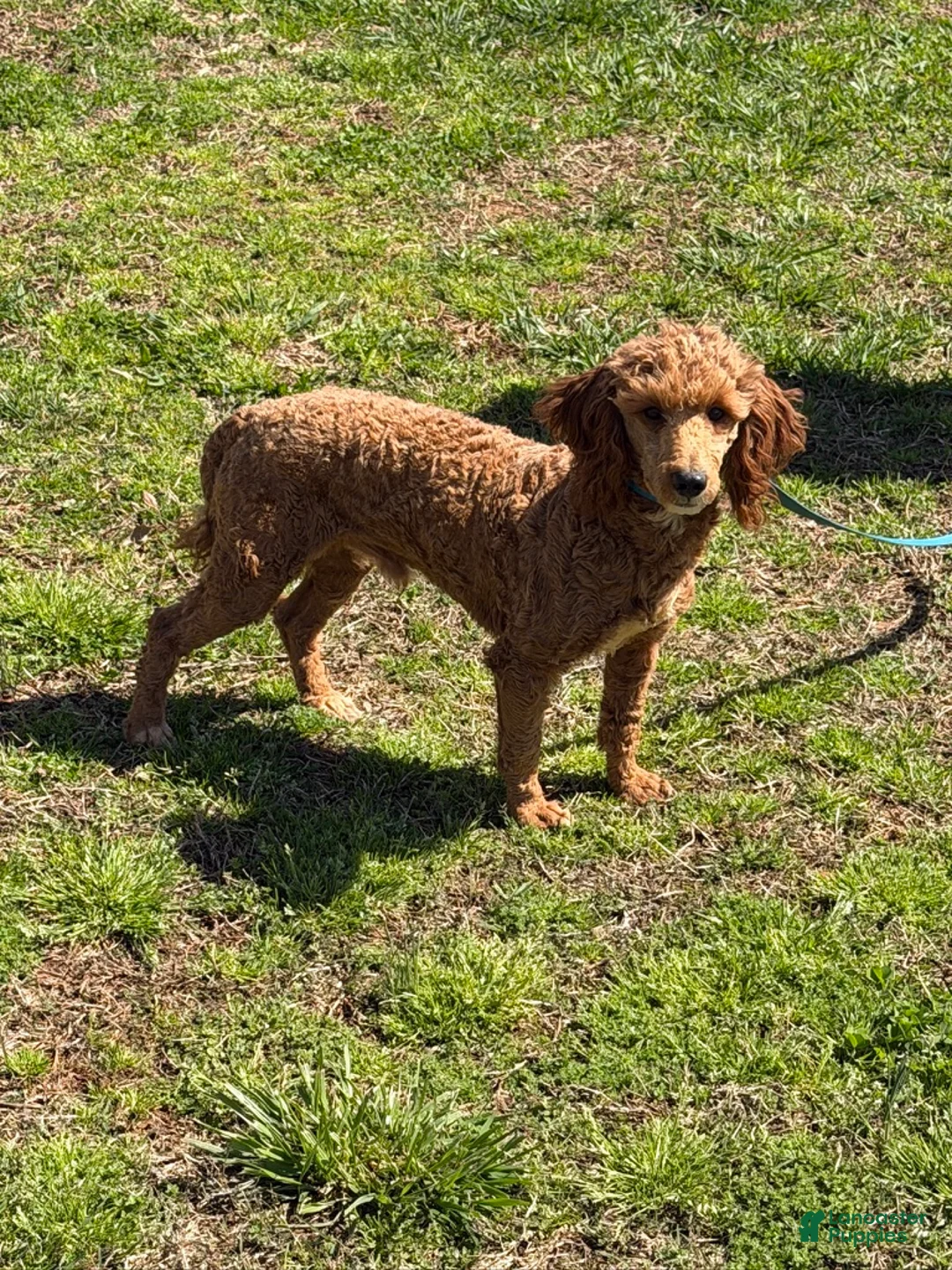 Miniature Poodle dogs for sale: Jack - Ad 3