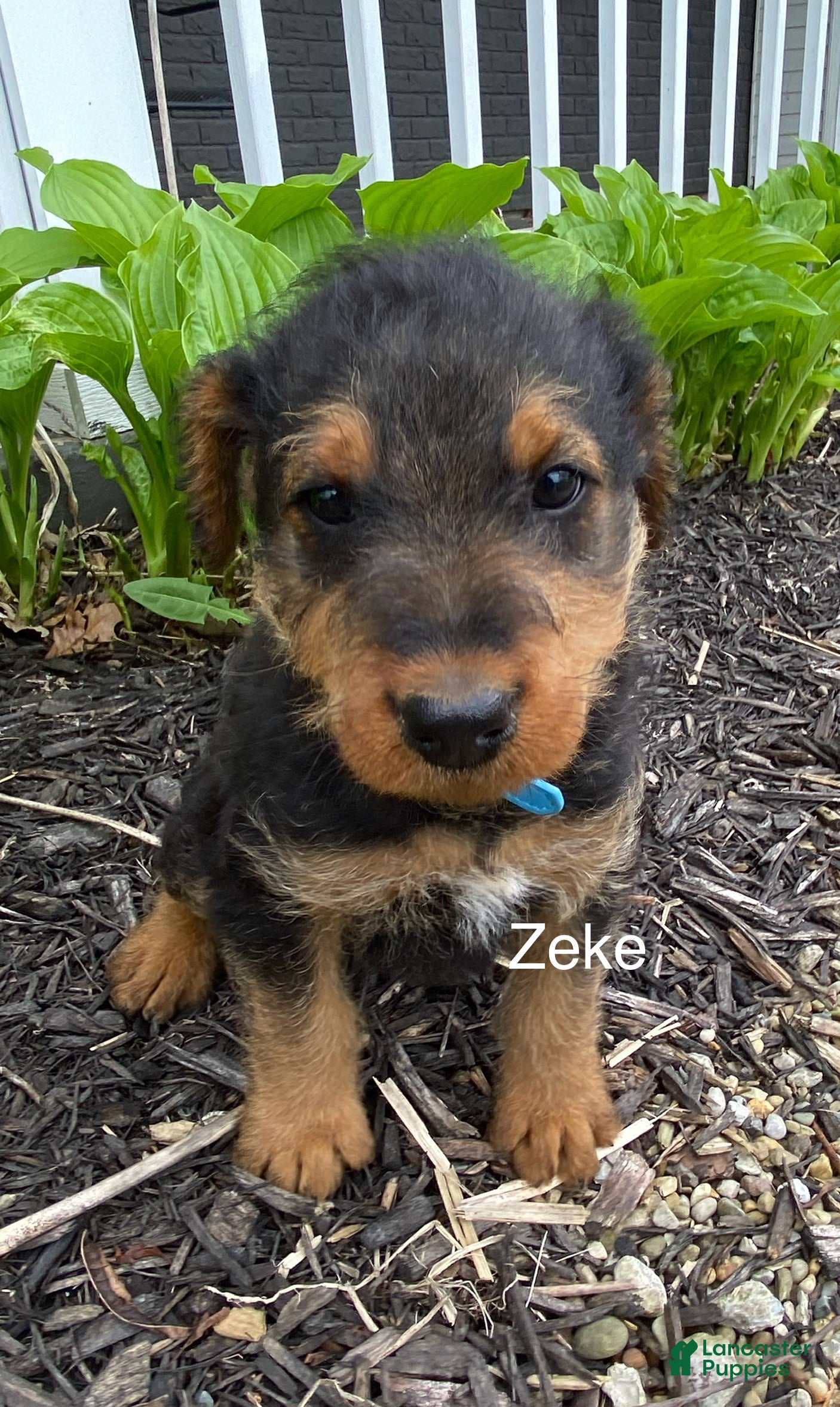 Airedale Terrier dogs AKC Zeke - Ad 2