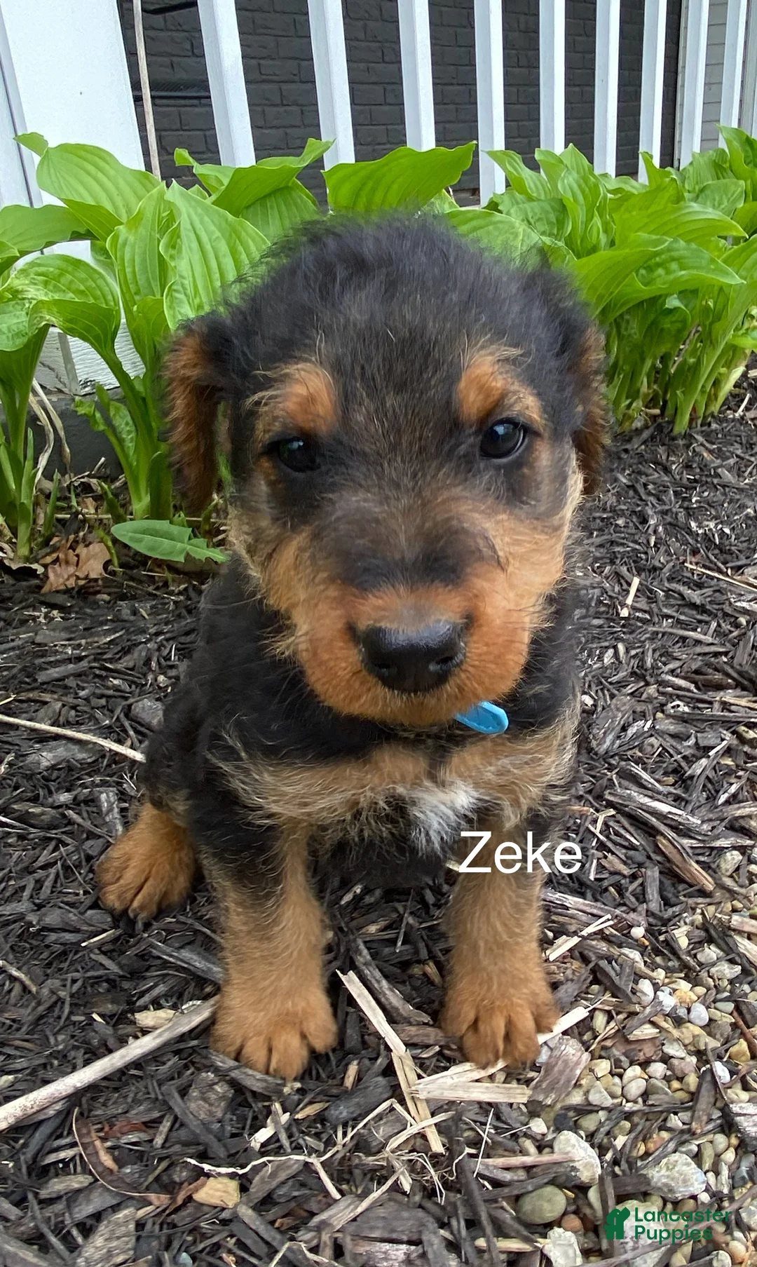 Airedale Terrier dogs for sale: AKC Zeke - Ad 2