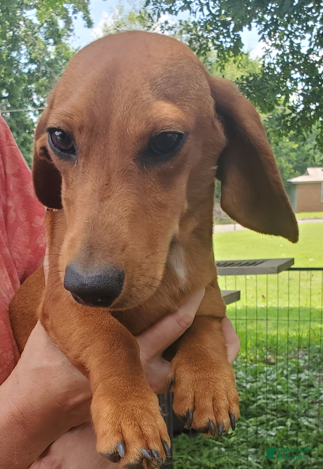Dachshund dogs for sale: Jolly - Ad 11