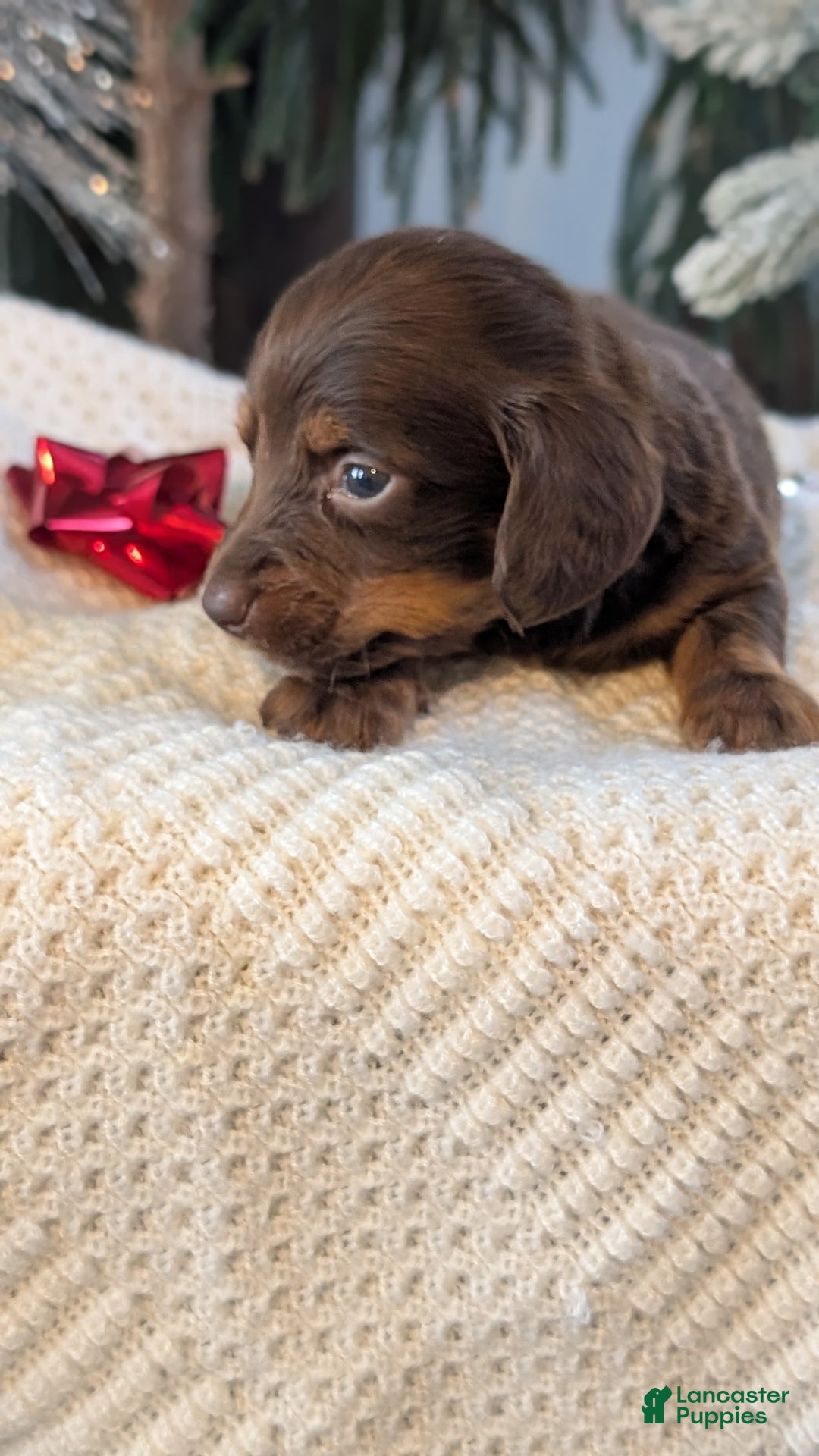 Miniature Dachshund dogs for sale: Falcon - Ad 9