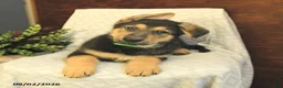 German Shepherd dogs for sale: Malcolm - Ad 2
