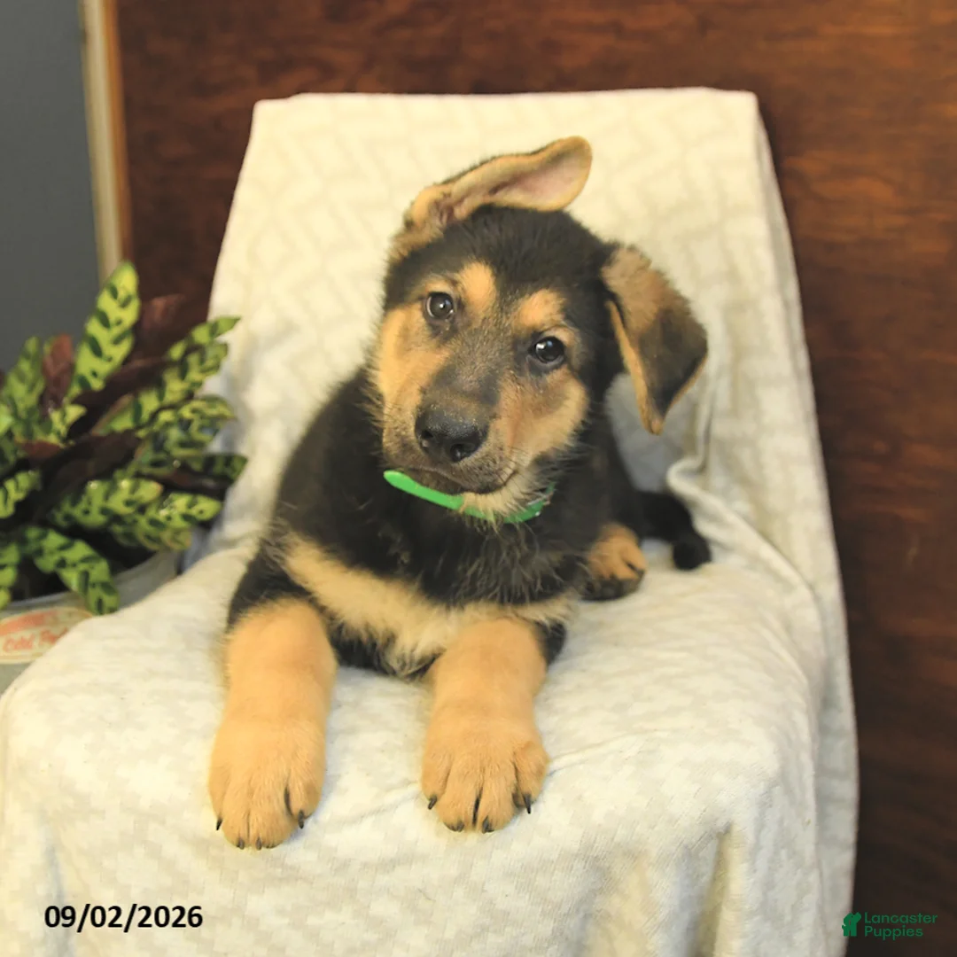 German Shepherd dogs for sale: Malcolm - Ad 2