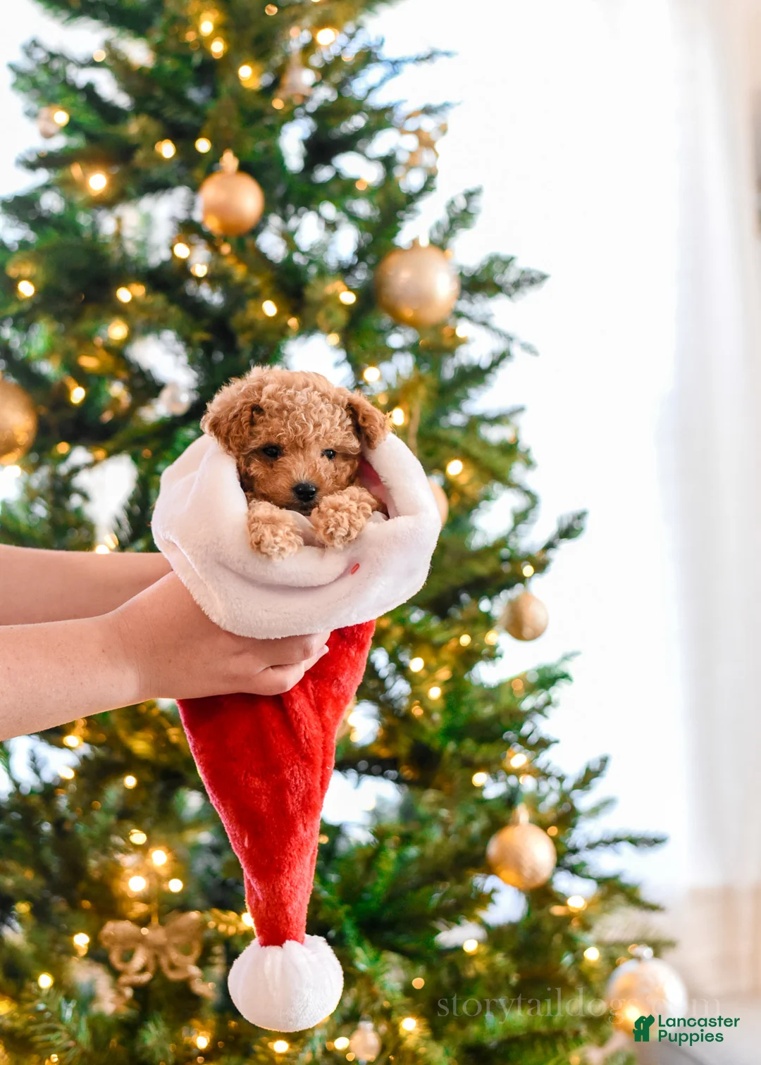 Maltipoo dogs for sale: Ginger - Ad 2