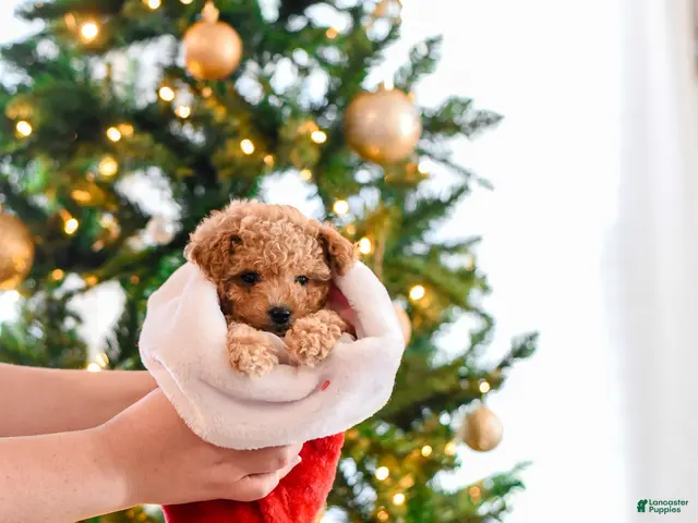 Maltipoo dogs for sale: Ginger - Ad 2