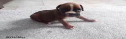 Boxer dogs for sale: Roxy - Ad 3