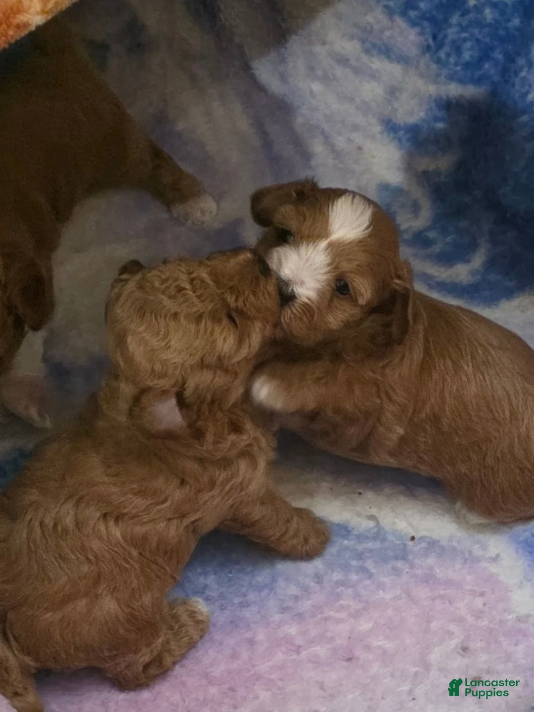 Maltipoo dogs for sale: Maltipoo 2 - Ad 7