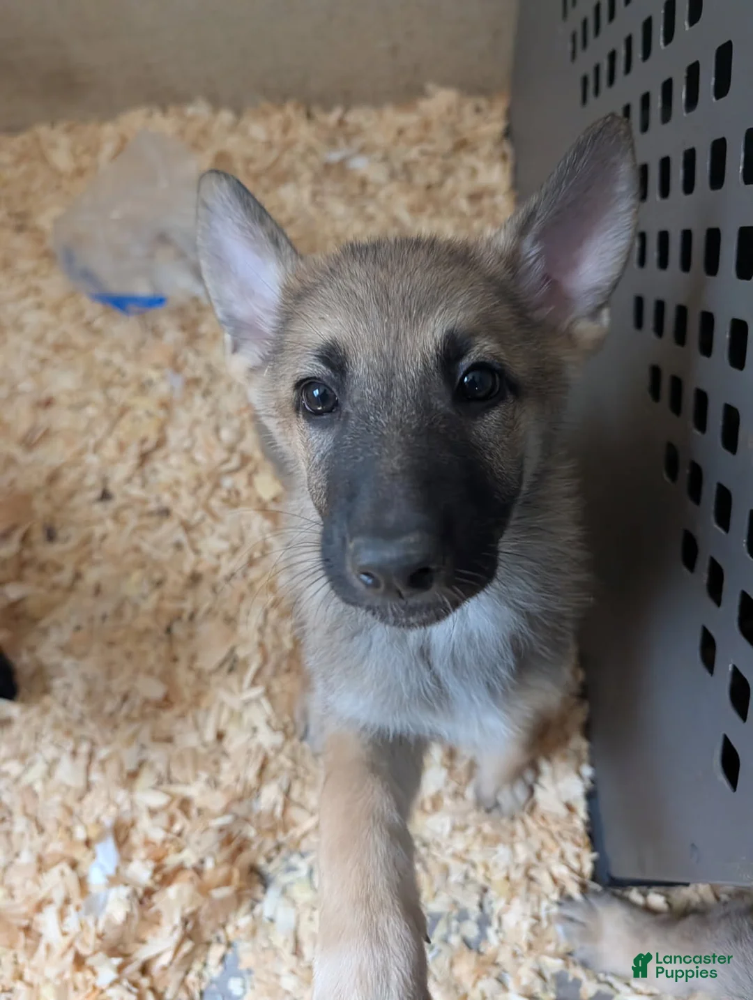 German Shepherd dogs for sale: Oksana - Ad 1