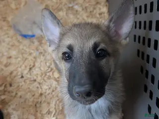 German Shepherd dogs for sale: Oksana - Ad 1
