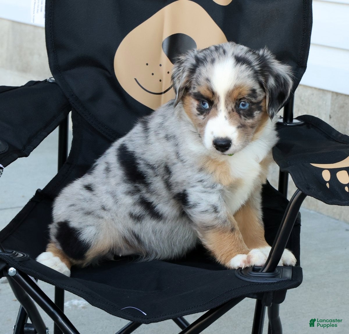 Miniature Australian Shepherd dogs for sale: Tracy - Ad 9