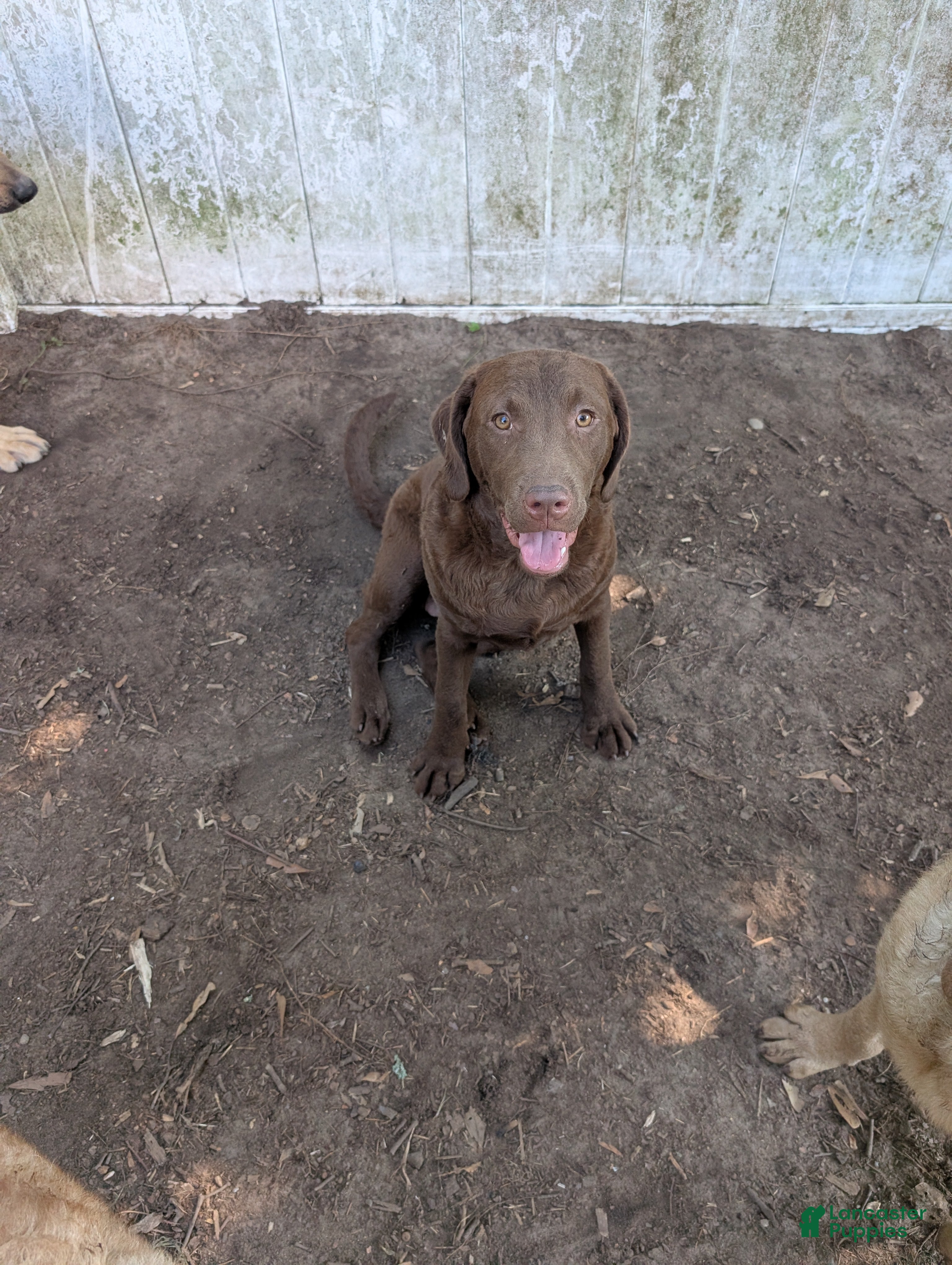 Chesapeake Bay Retriever dogs Your Choice - Ad 4
