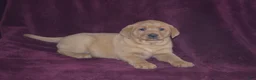 Labrador Retriever dogs for sale: Labrador Retriever Puppy 1 - Ad 2
