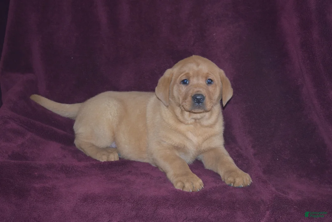 Labrador Retriever dogs for sale: Labrador Retriever Puppy 1 - Ad 2