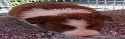 Border Collie dogs for sale: CHIP - Ad 8