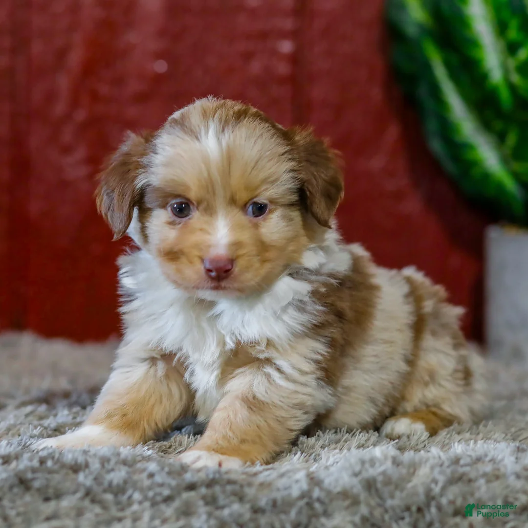 Miniature Australian Shepherd dogs for sale: Zack - Ad 1