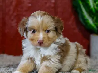 Miniature Australian Shepherd dogs for sale: Zack - Ad 1
