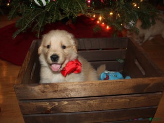 Golden Retriever dogs Golden Retriever Puppy red - Ad 5