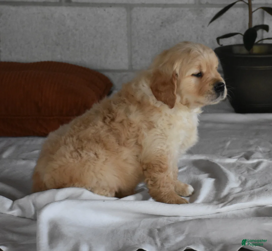 Golden Retriever dogs for sale: Buster  Genteic/OFA - Ad 18