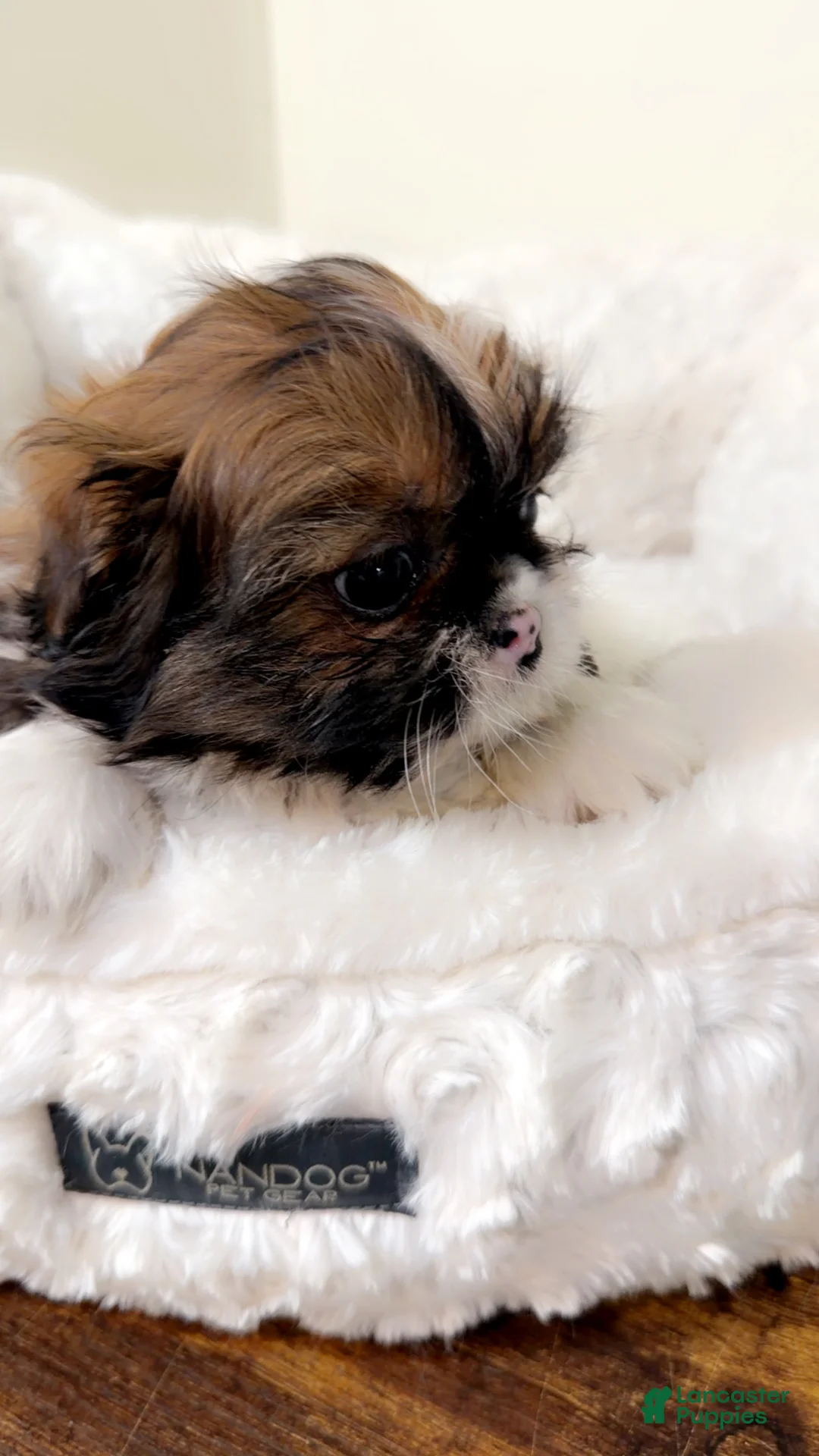 Shih Tzu dogs for sale: Bambi  - Ad 4
