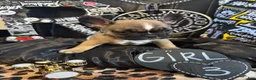 French Bulldog dogs for sale: French Bulldog 3 sassy  - Ad 5